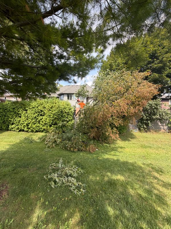 Tree, Hedge & Shrub Trimming