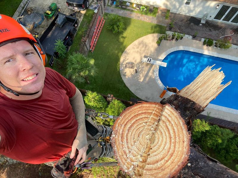 Tree Removal gallery