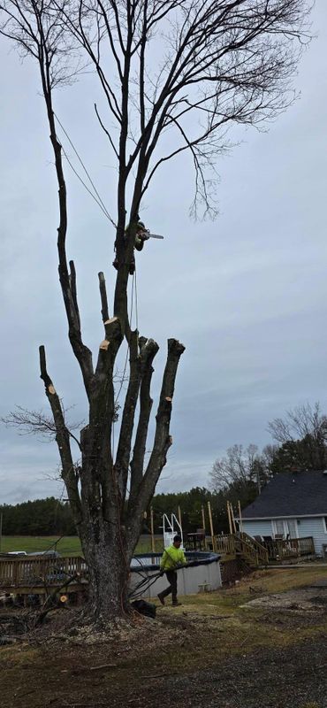 Emergency Tree Services