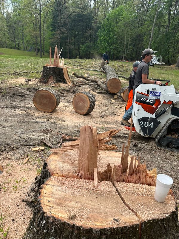 Tree Services