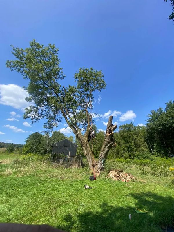 Tree Trimming