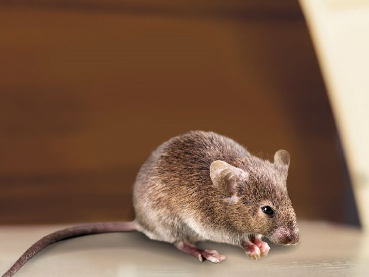 Rodent Control