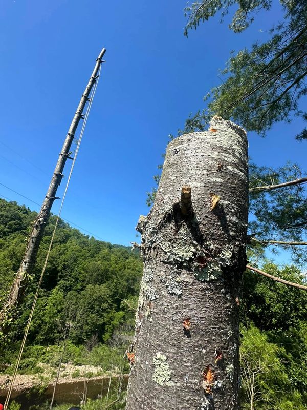 Tree Removal