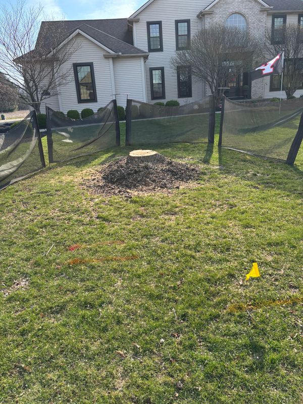 Stump Removal
