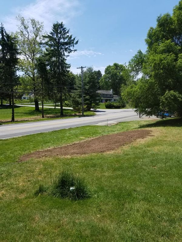 Tree Removal