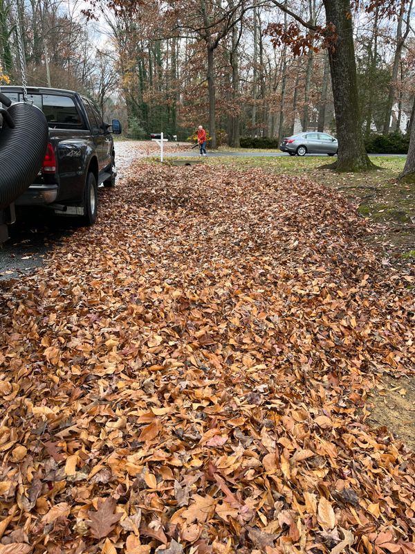 Fall Clean Up