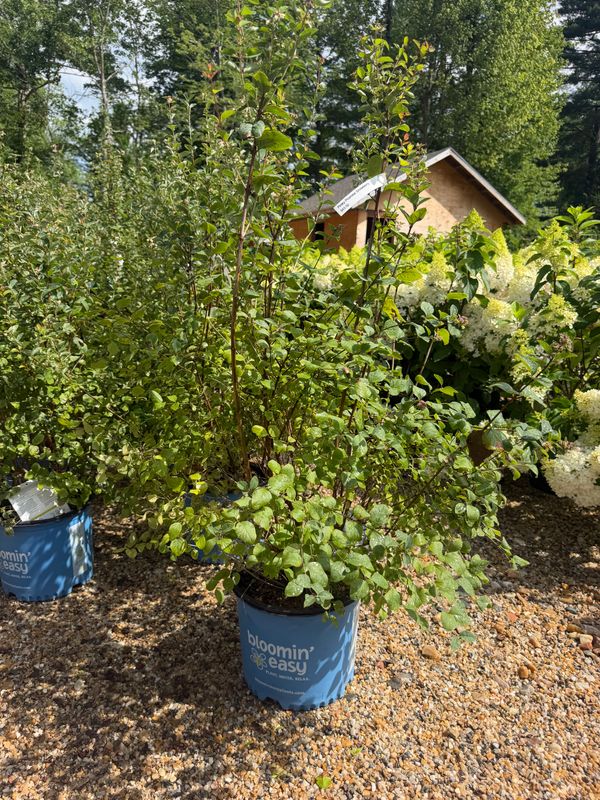 Garden Center