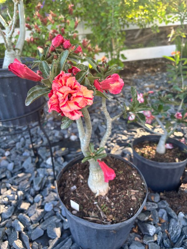 Plant Installation