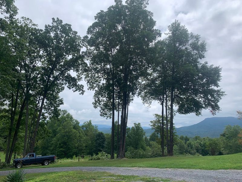 Tree Trimming gallery