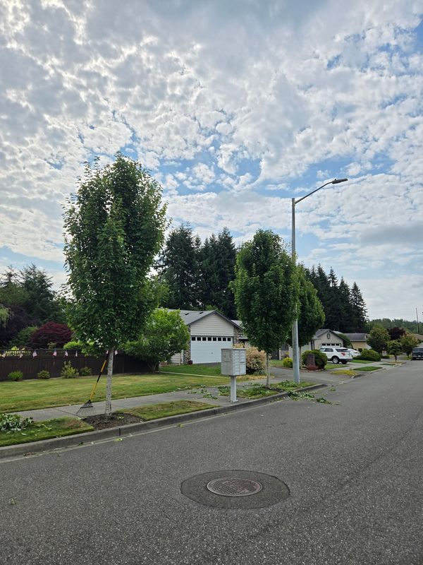 Tree Trimming