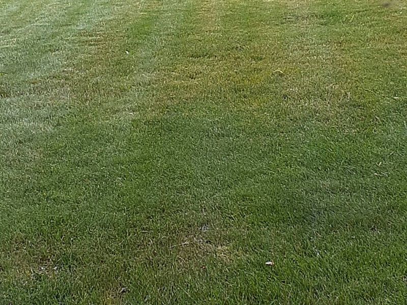 Lawn Maintenance