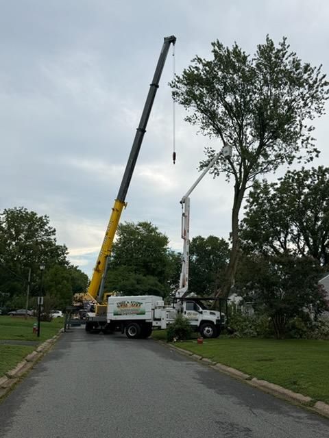 Tree Removal