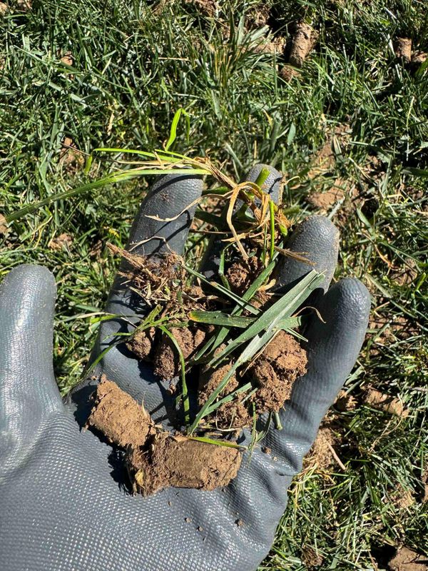 Lawn Aeration