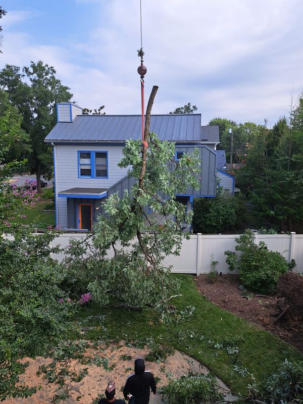 Tree Removal gallery