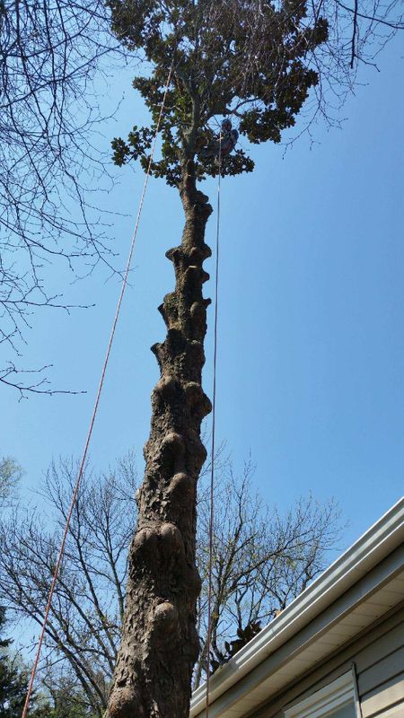 Tree Trimming and Pruning