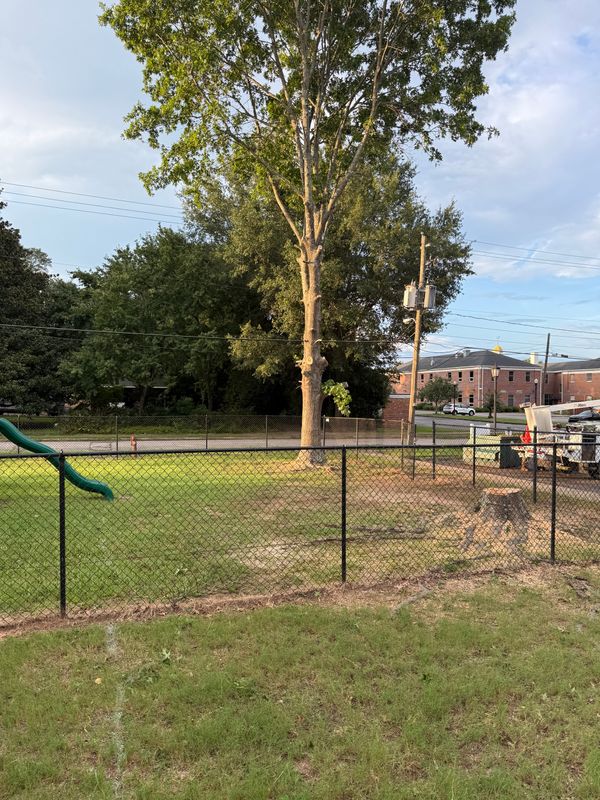Tree Trimming