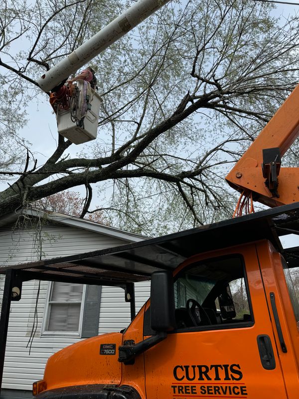 Tree Removal