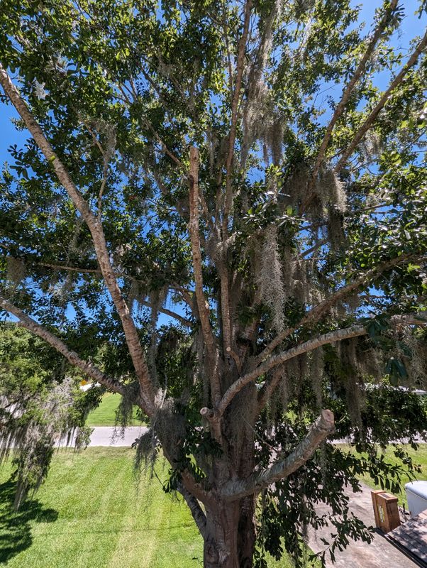 Tree Trimming