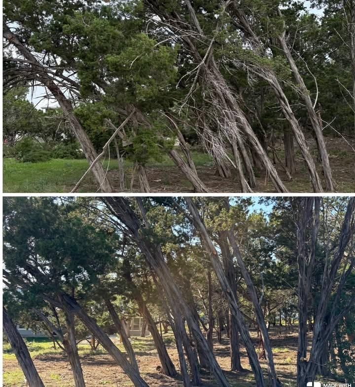 Tree Trimming & Land Clearing