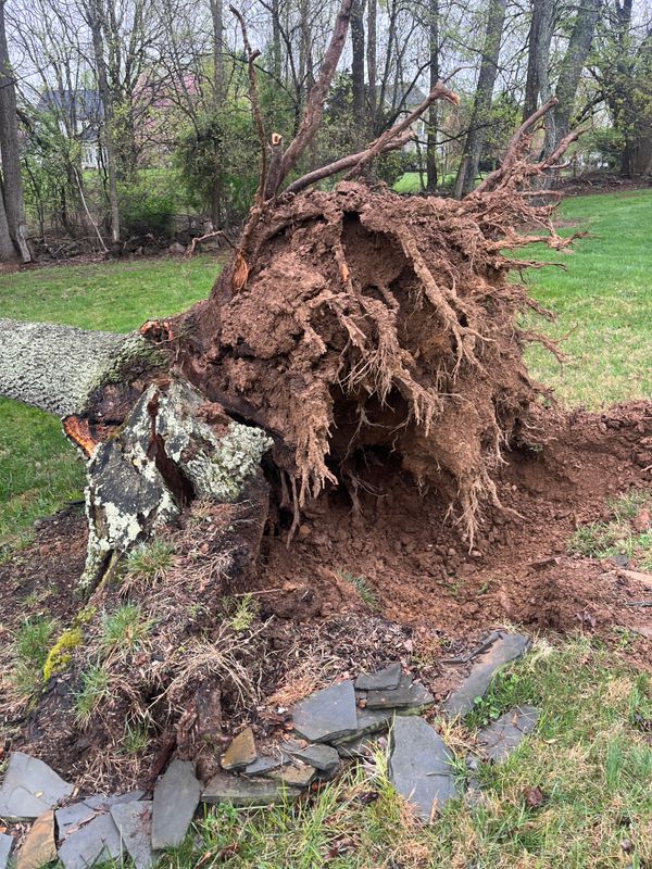 Tree Services