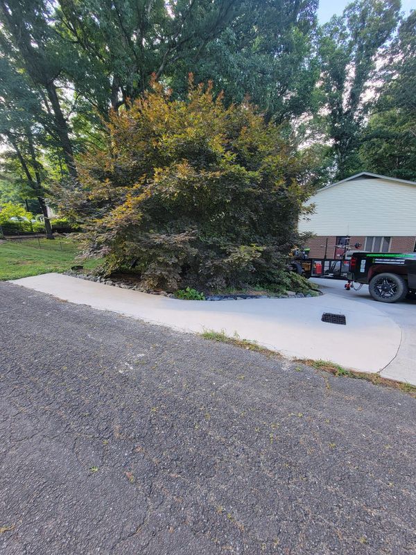 Tree Pruning