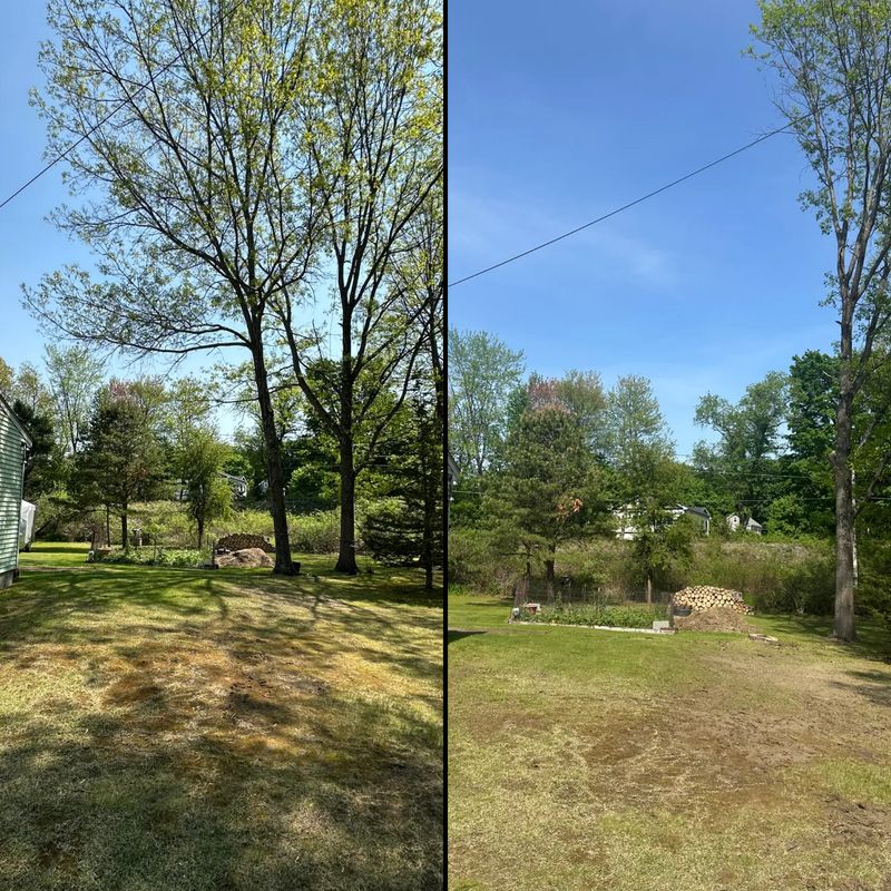 Tree Removal