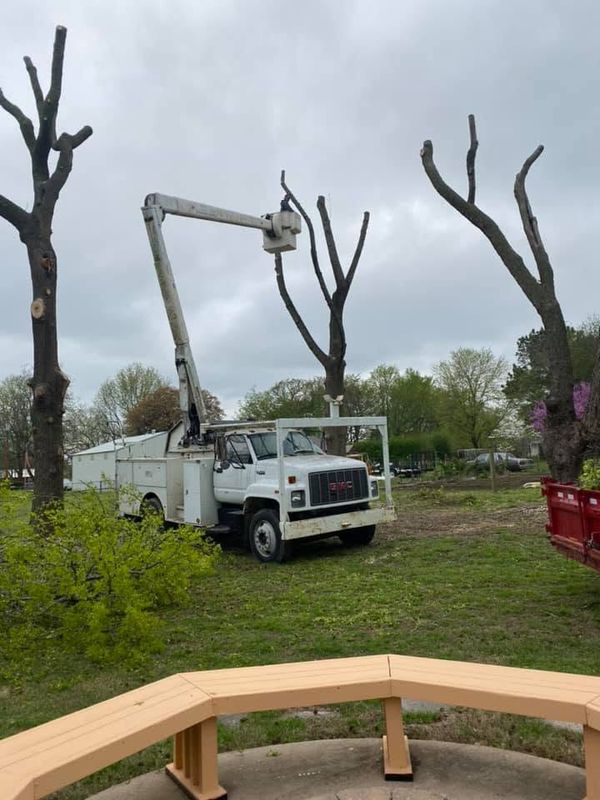 Tree Trimming