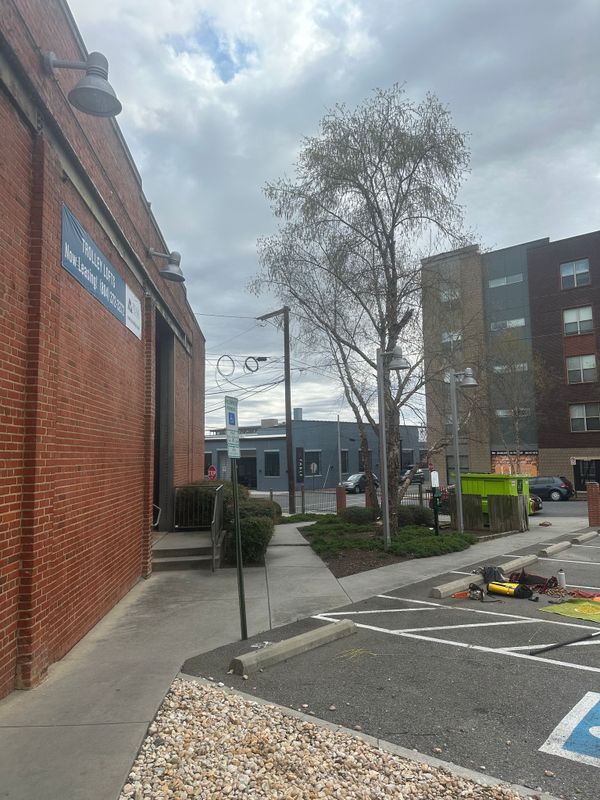 Tree Removal gallery