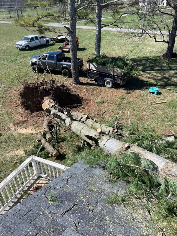 Tree Removal