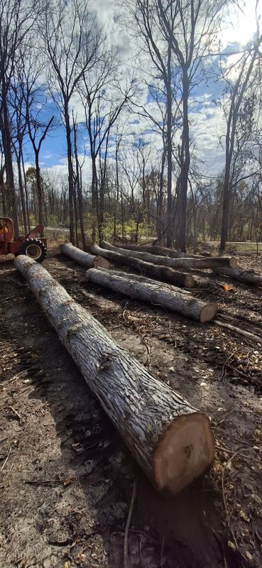 Timber Management