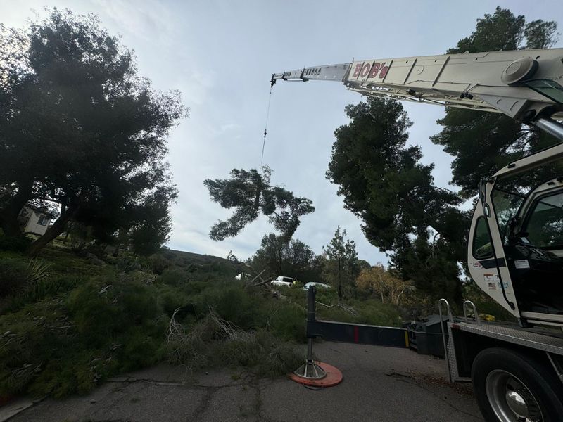 Tree Removal