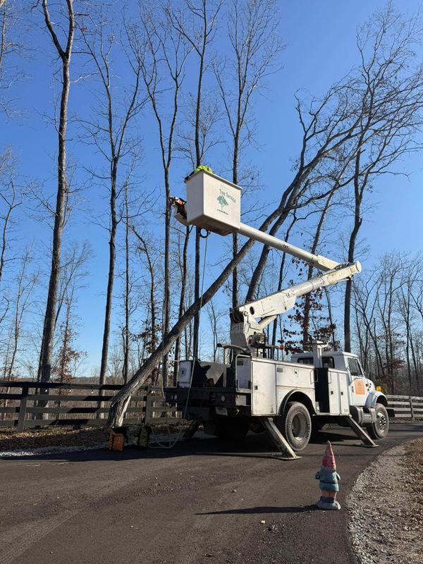 Other Tree Services