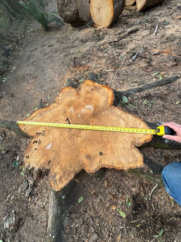 Stump Grinding gallery