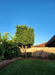 Tree Services