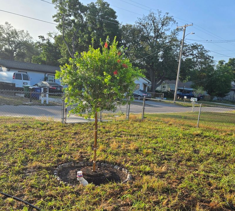 Bahia Sod Transformation: Vibrant Landscapes and Happy Clients in the Heat