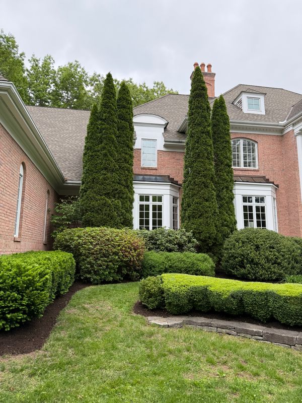 Shrub Trimming