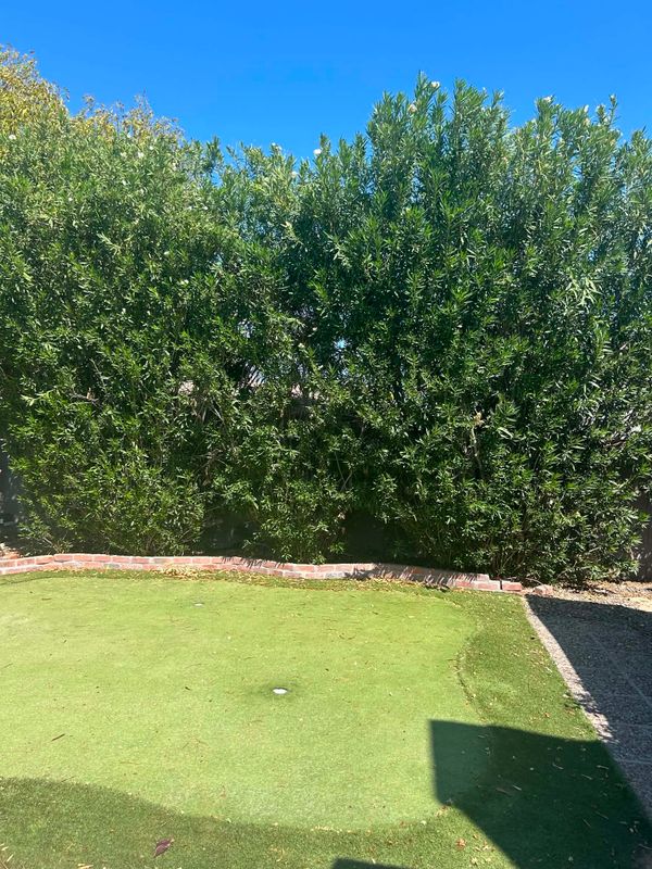 Lawn Maintenance