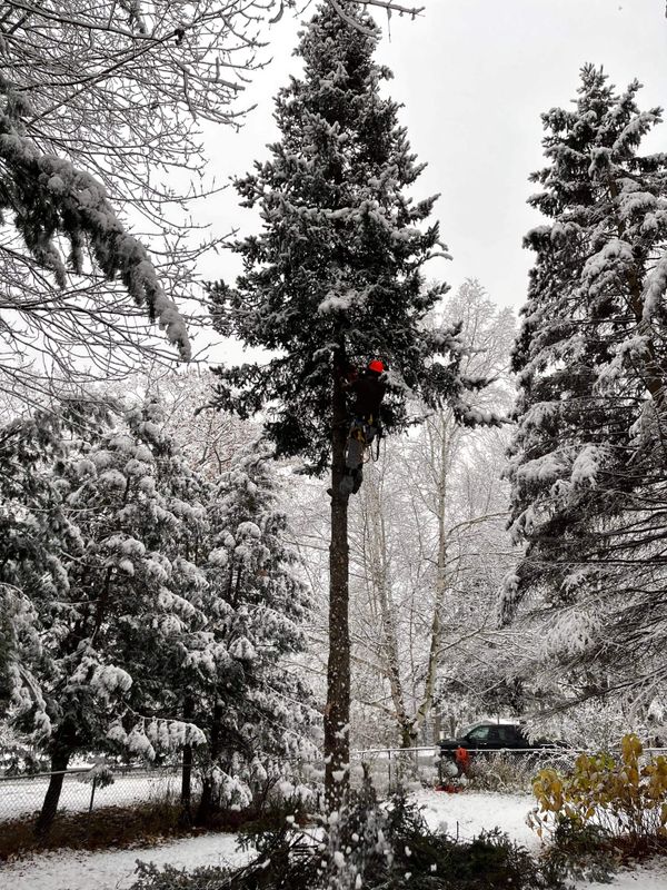 Tree Removal gallery
