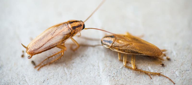 Cockroach Extermination