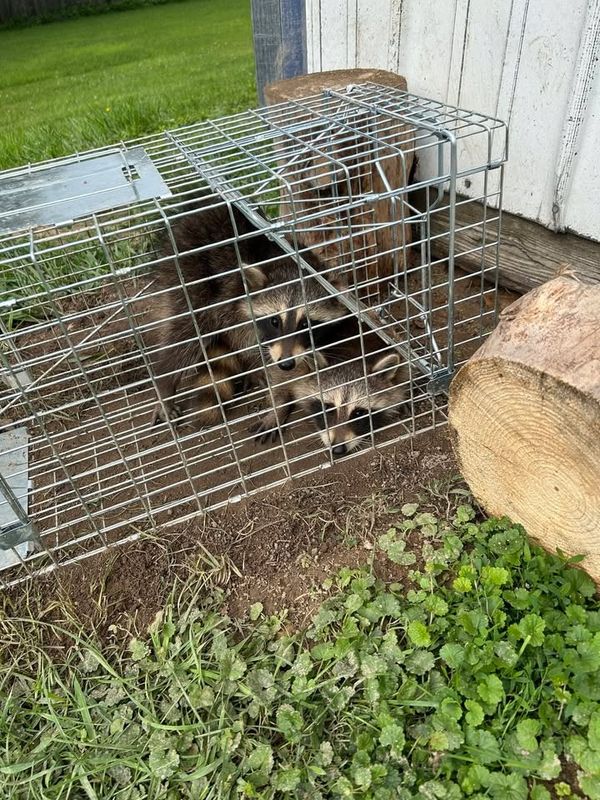 Wildlife Removal