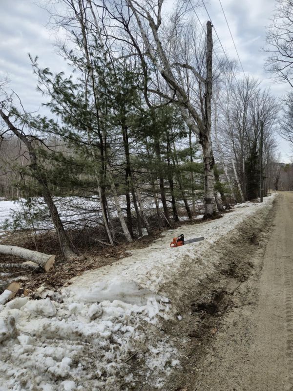 Tree Removal gallery