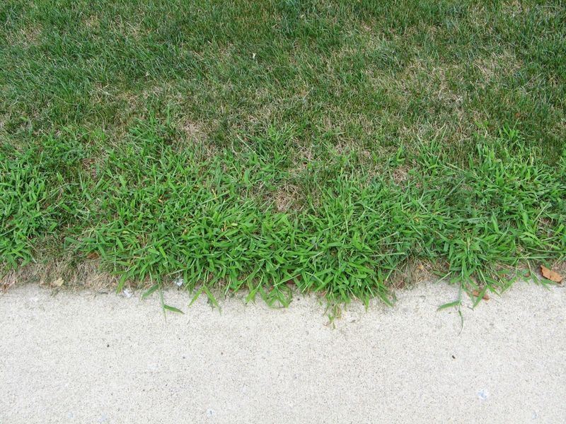 Crabgrass Control