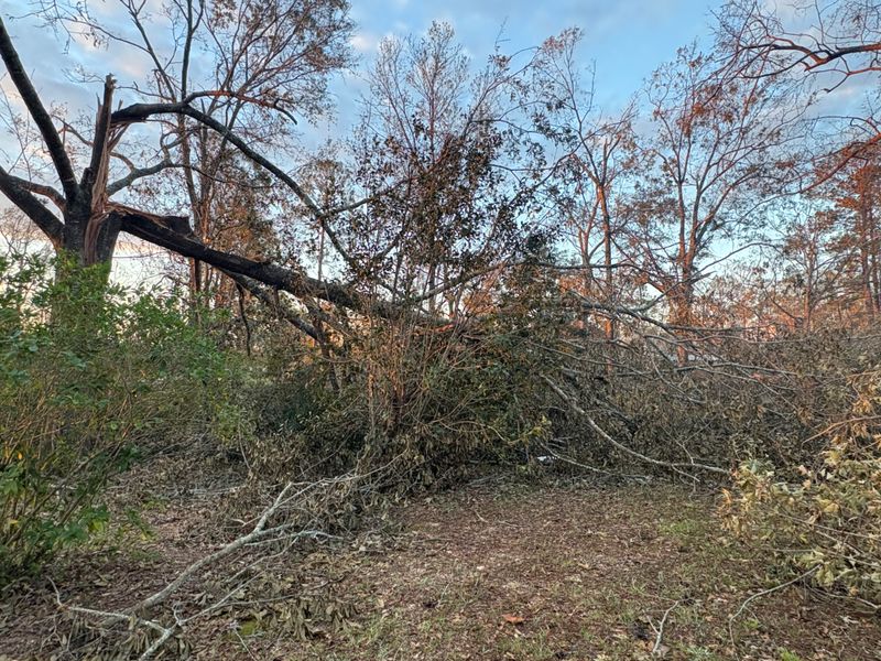 Tree Removal