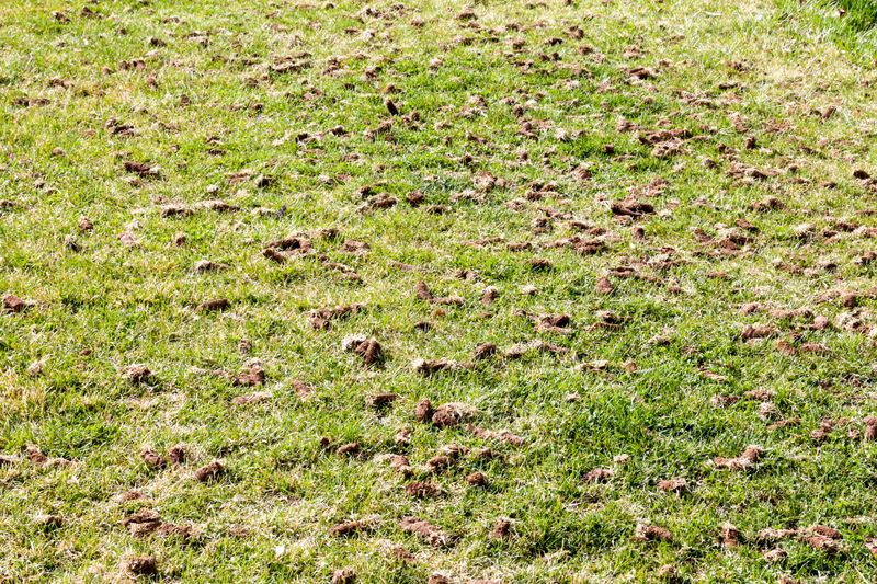 Lawn Aeration & Overseeding
