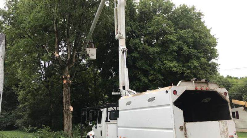 Tree Trimming and Removal