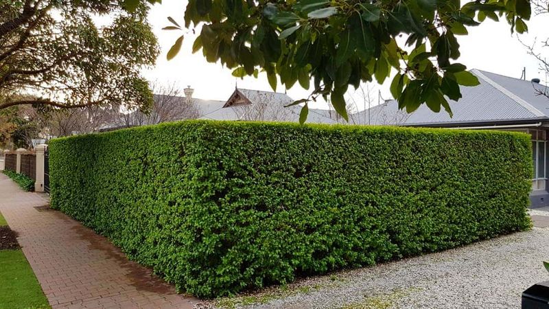 Shrub Trimming