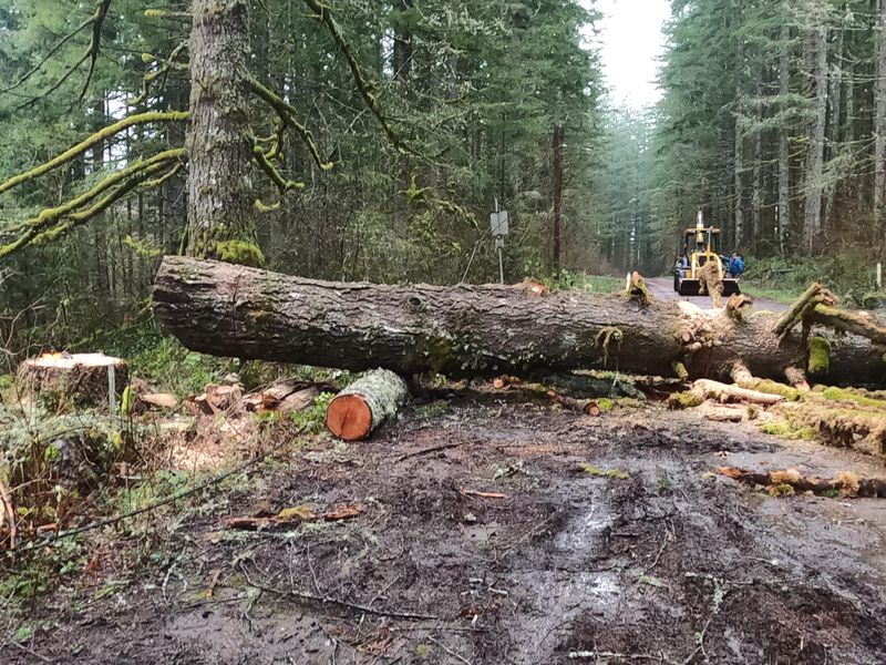 Tree Trimming and Removal