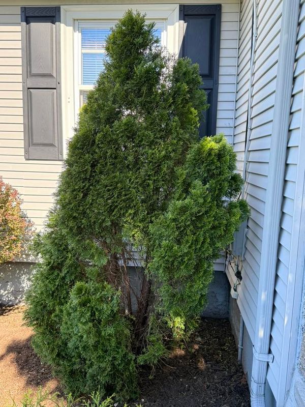 Tree & Shrub Care
