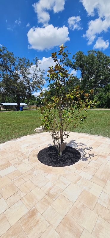 Palm Tree Installation