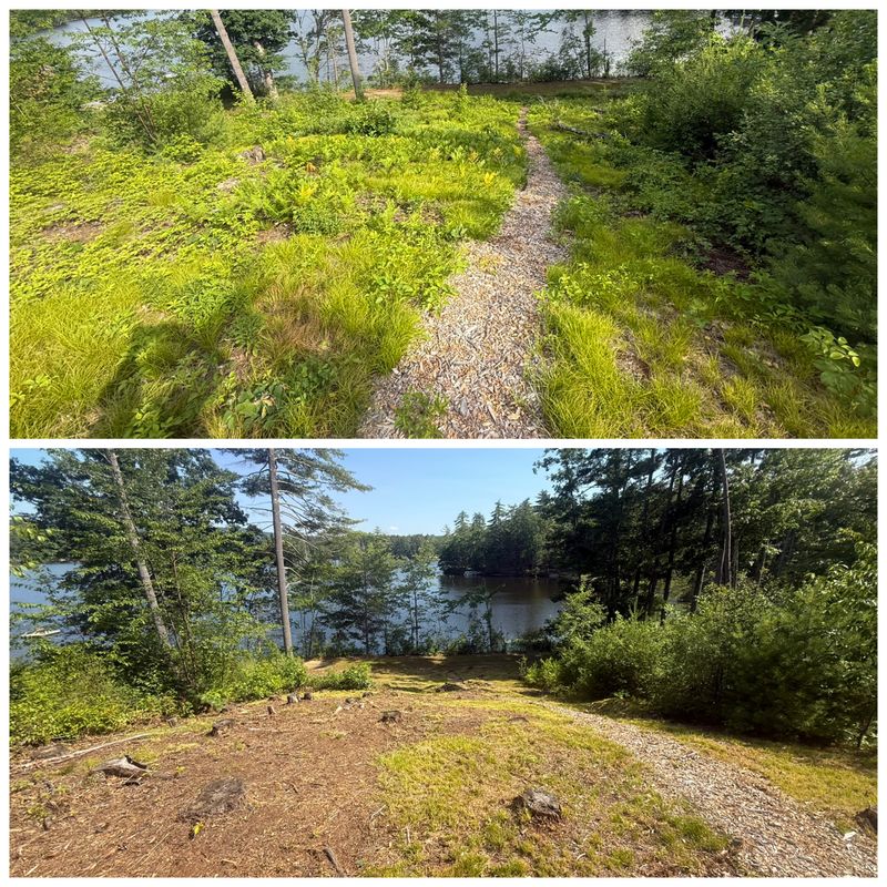 Brush Removal